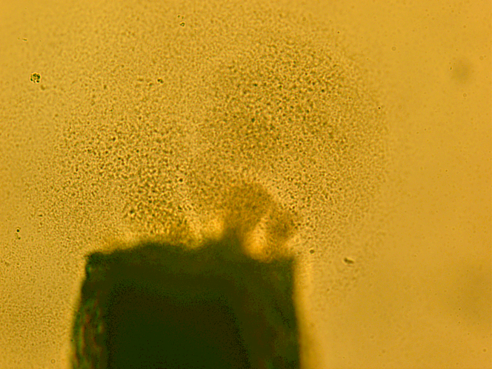 Bacterial Streaming from bentgrass (PhD work).png
